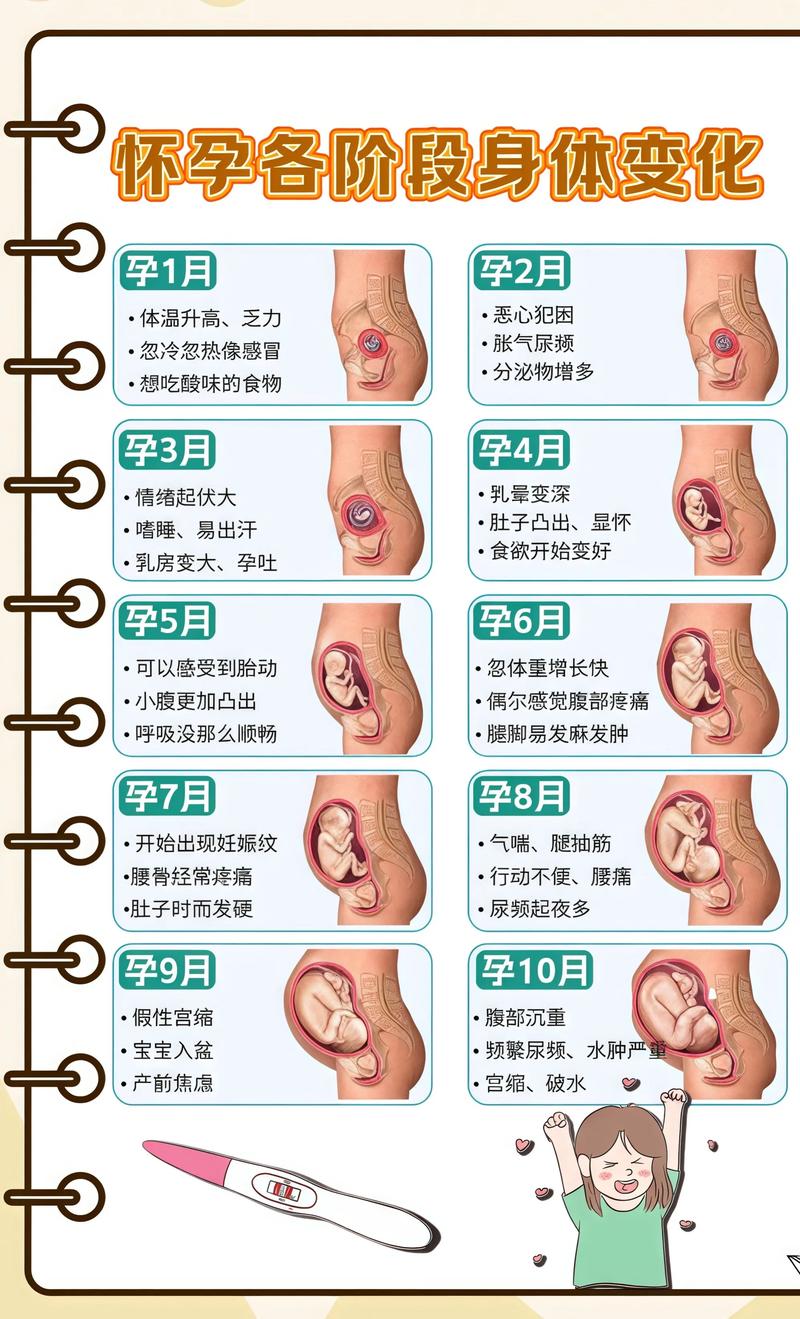 揭秘供卵代孕妈妈怀孕小腹分两节,孕期变化的奥秘白城代生机构:
